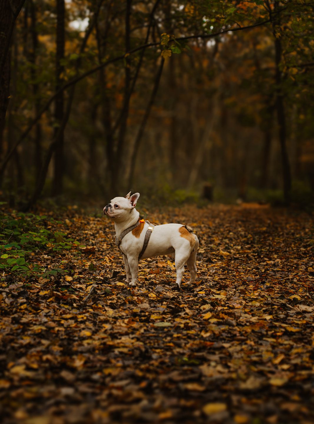 Frenkie de hond in het bos