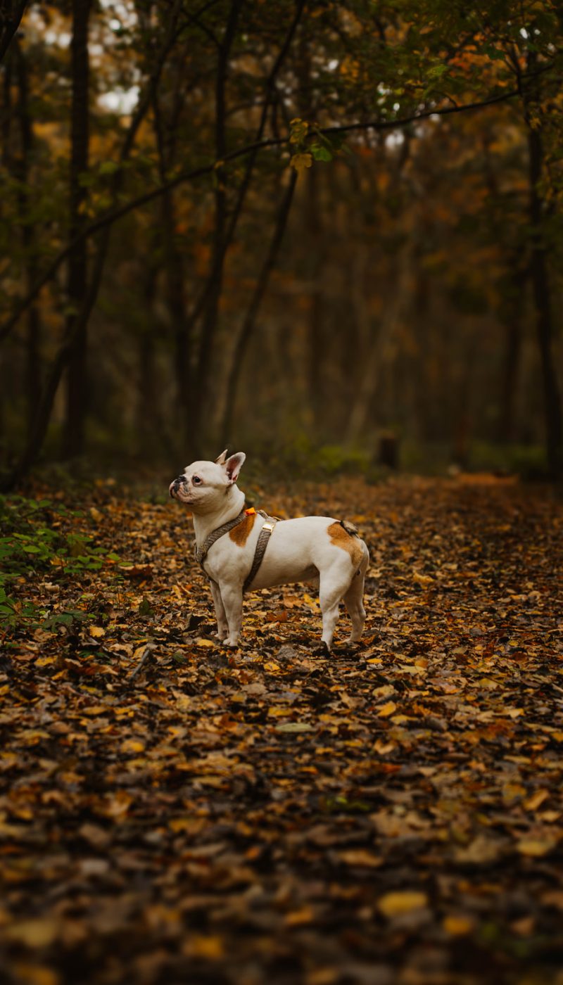 Frenkie de hond in het bos