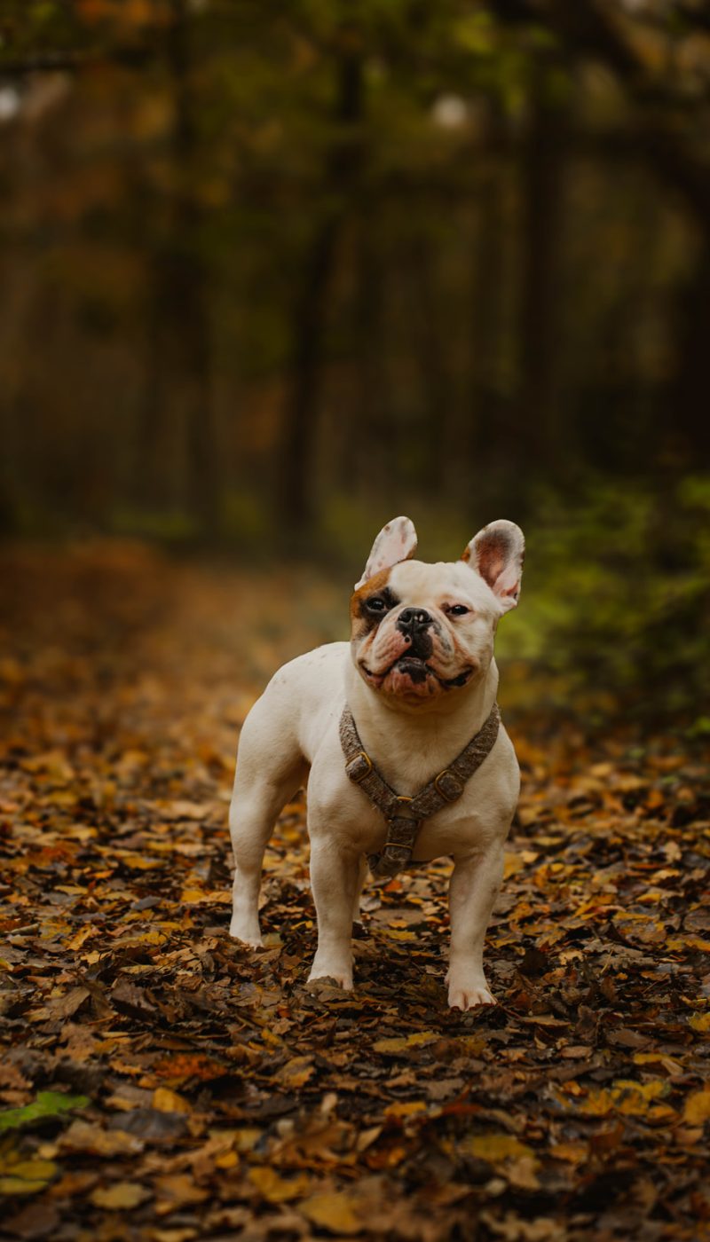 Frenkie de hond in het bos