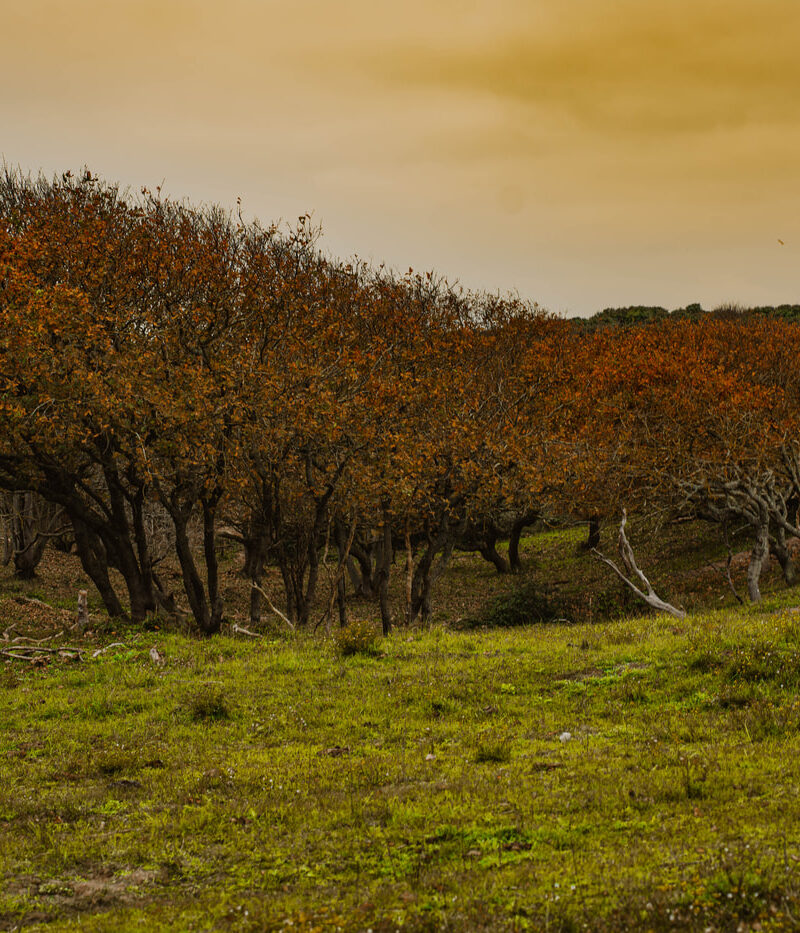 Natuurgebied de Manteling Oostkapelle