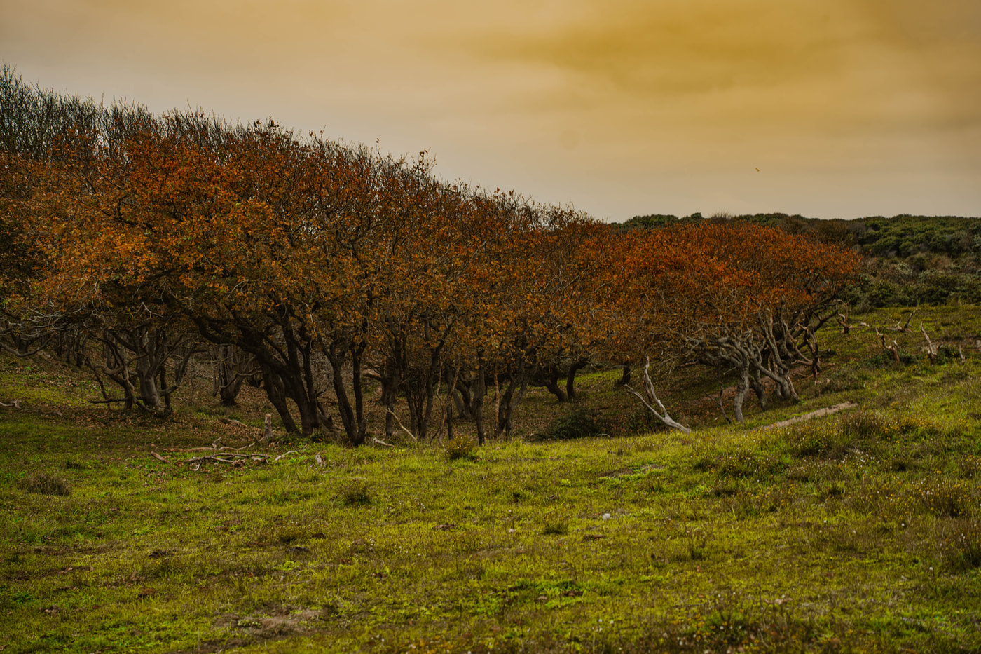Natuurgebied de Manteling Oostkapelle