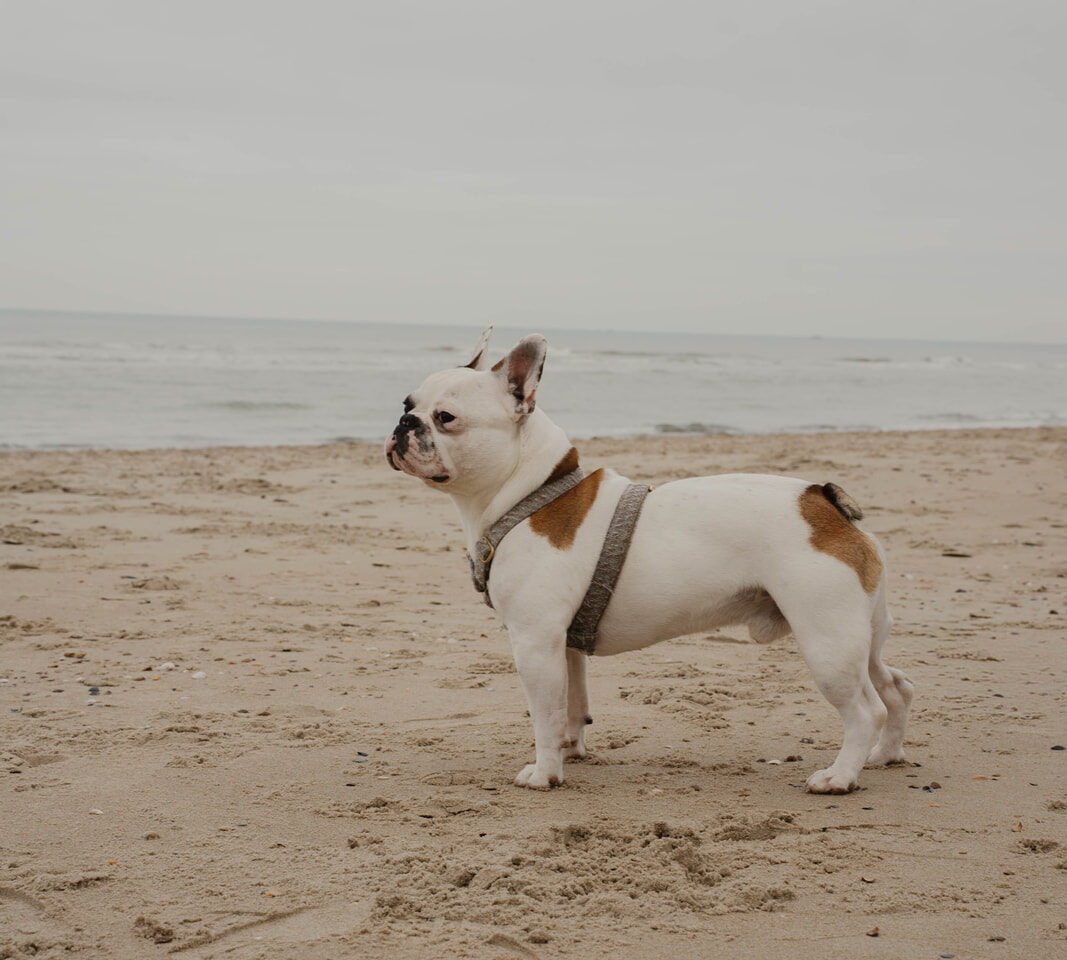 Hond op het strand