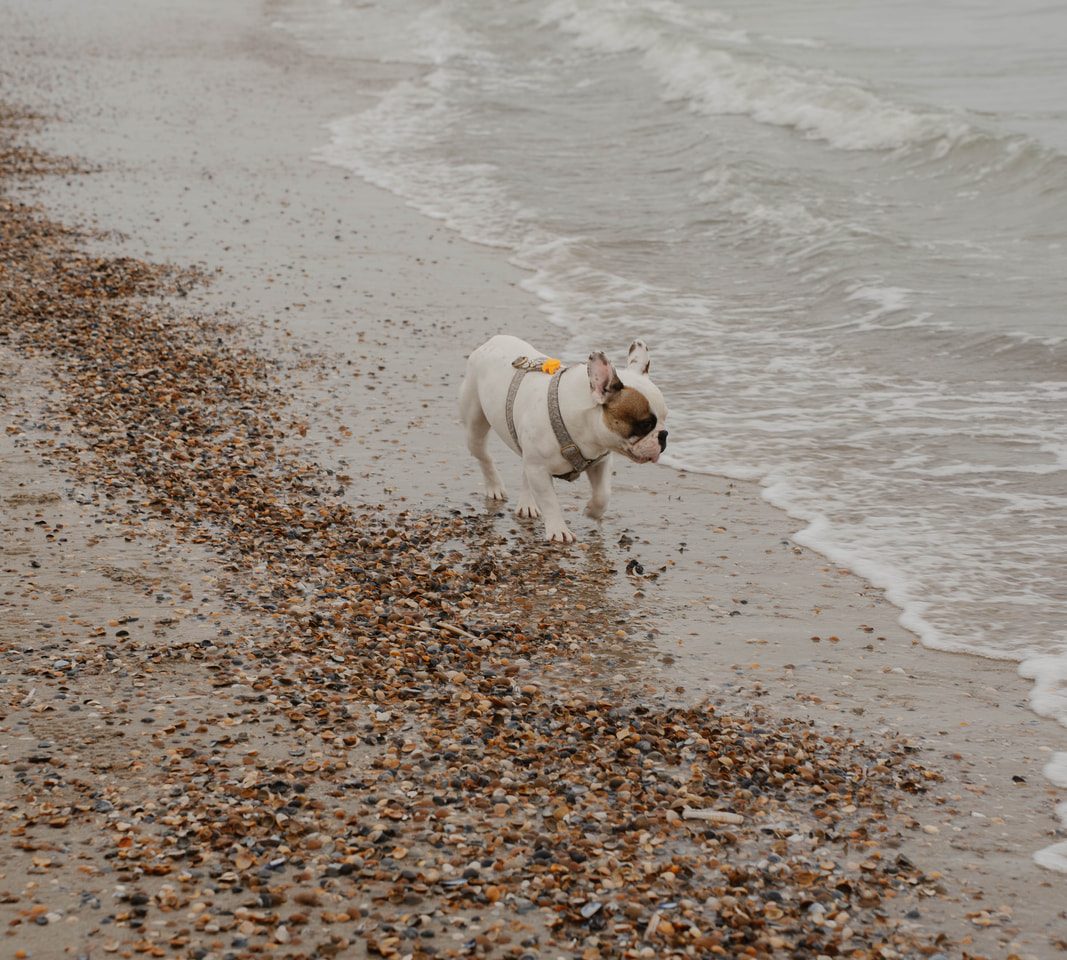 Frenkie de hond bij de zee