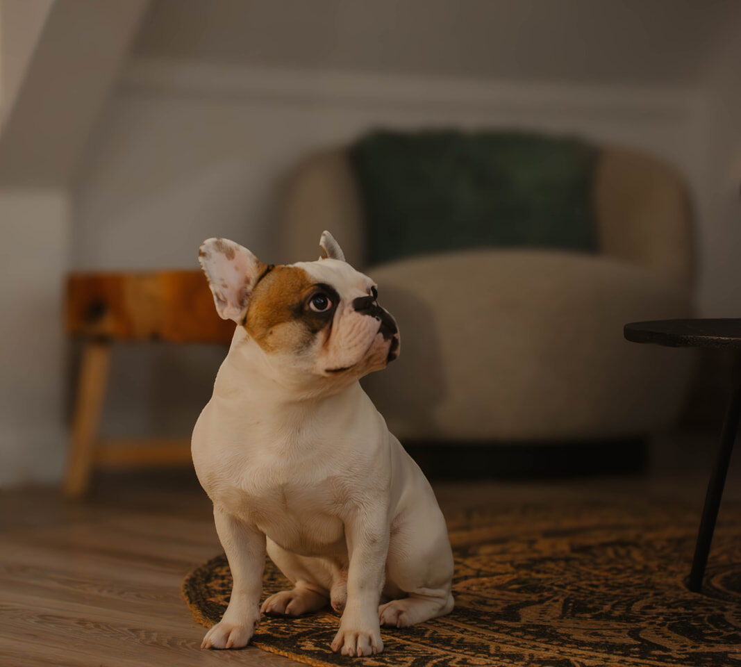 Frenkie de hond in vakantiehuis