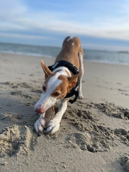 Hond strand vakantie in Zeeland