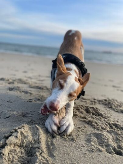 Hond strand vakantie in Zeeland