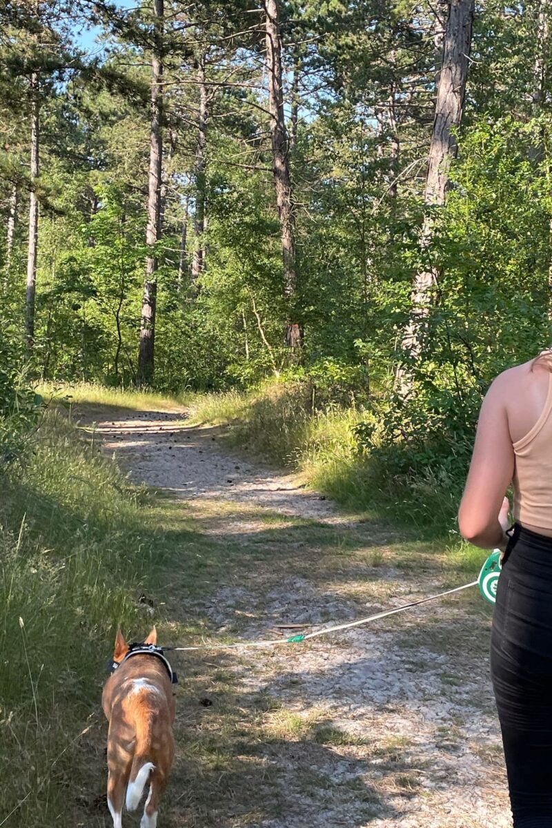 Hond vakantie in Zeeland