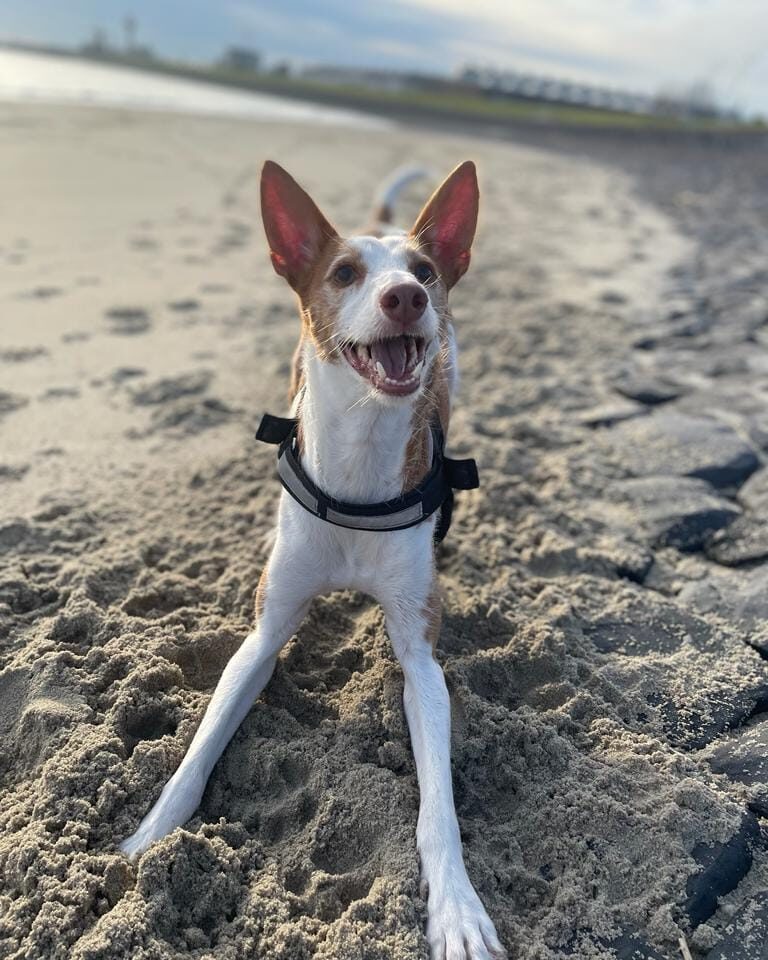 Hond strand vakantie in Zeeland