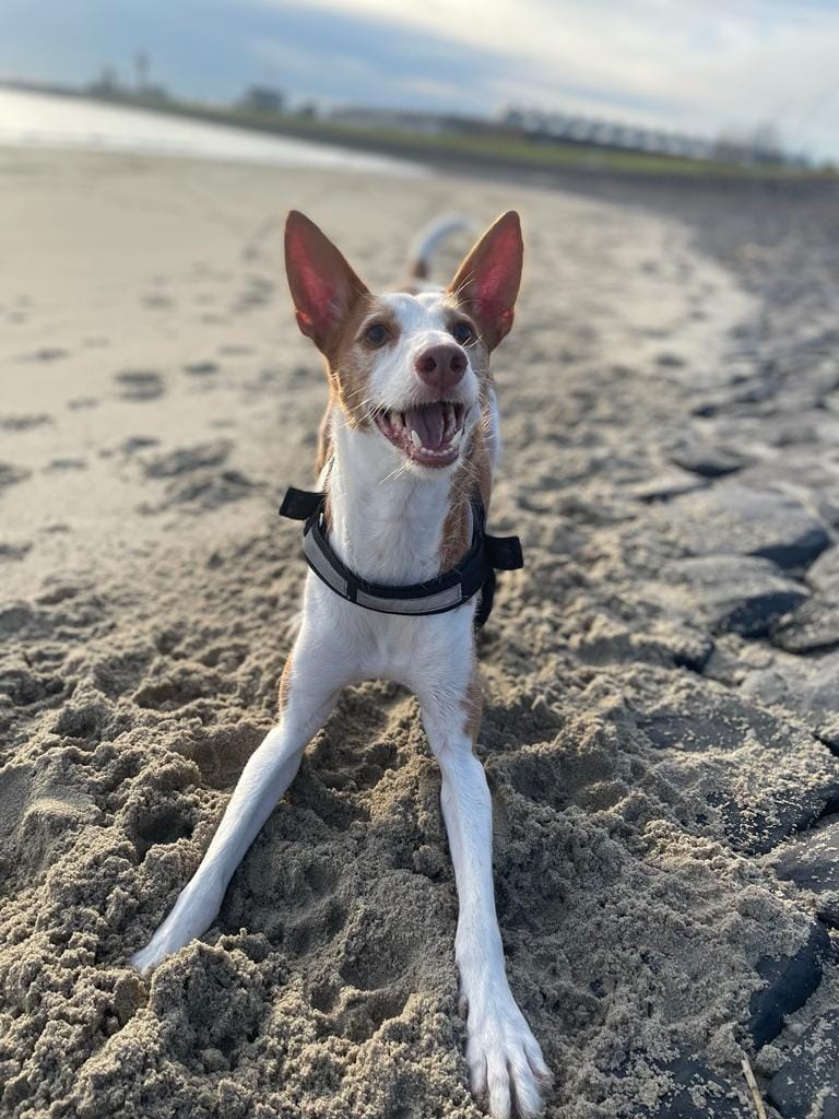 Hond strand vakantie in Zeeland