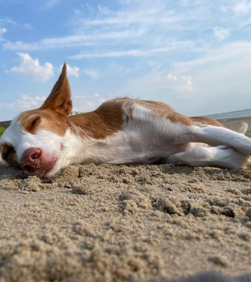 Hond strand vakantie in Zeeland