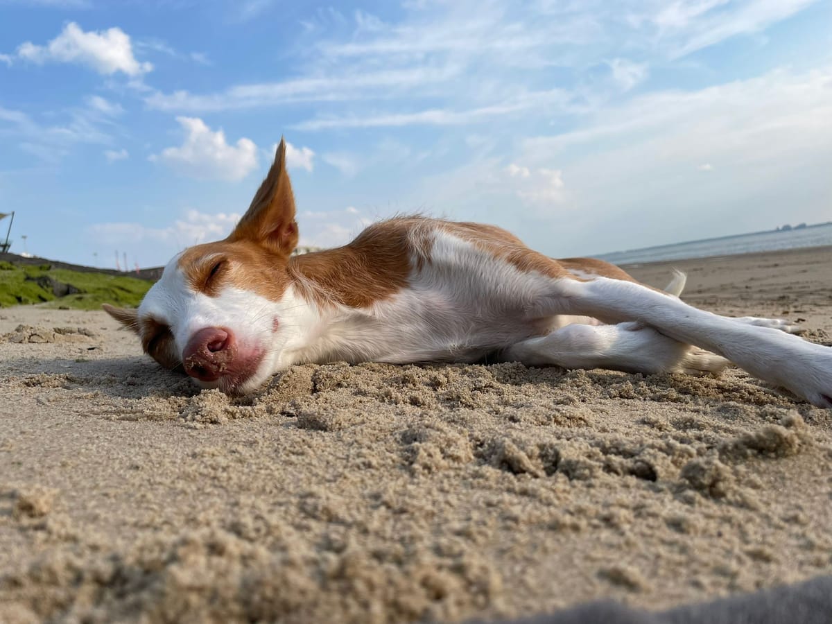 Hond strand vakantie in Zeeland