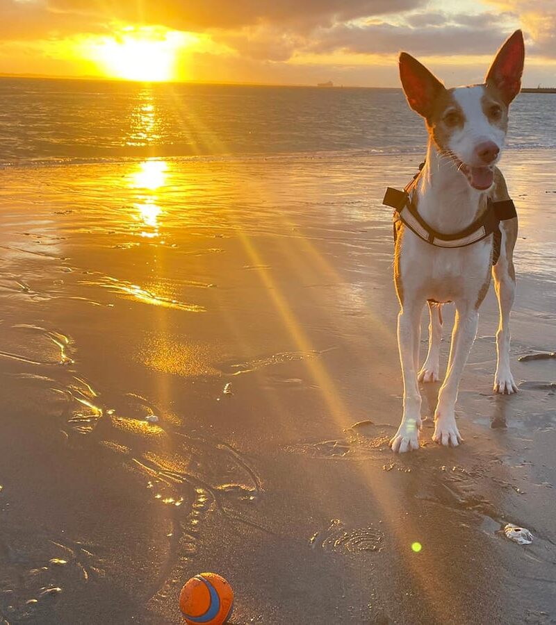 Hond strand vakantie in Zeeland