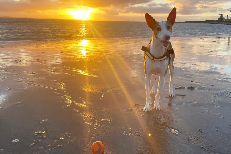 Hond strand vakantie in Zeeland