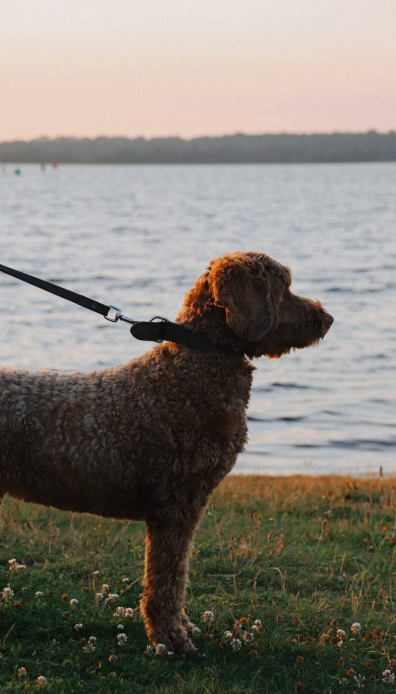 Veerse Wende Hond
