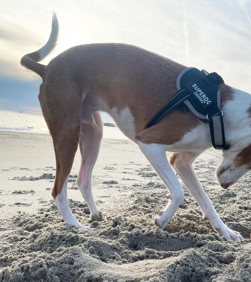 Hond op strand Zeeland