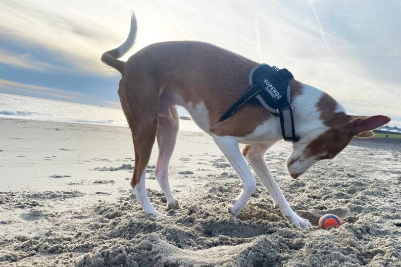 Hond strand vakantie in Zeeland