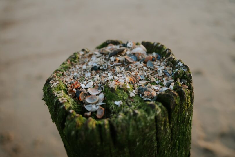 Paalhoofd strand cadzand