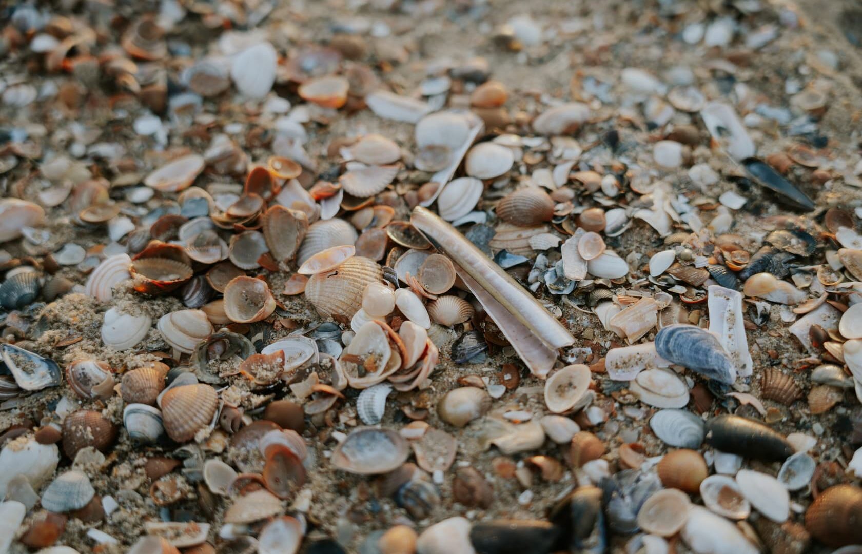 schelpen op strand Cadzand
