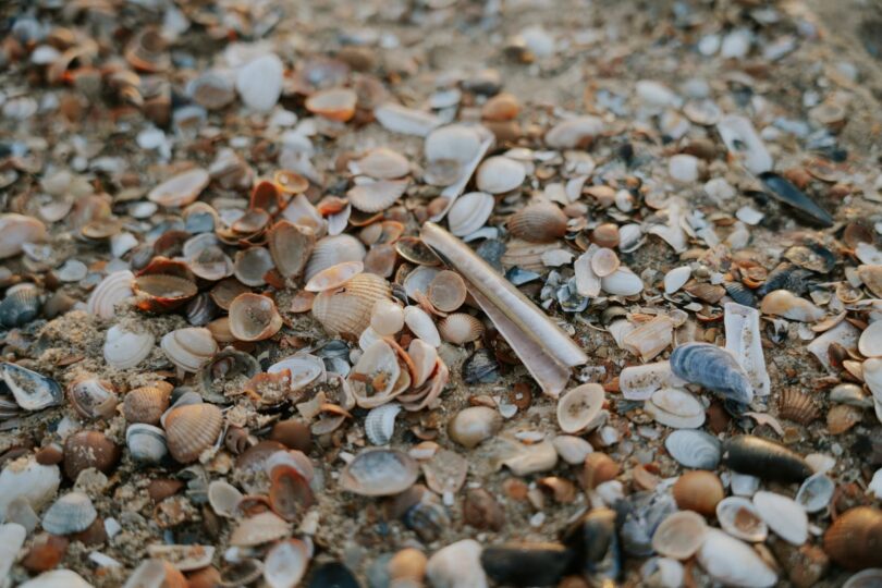 schelpen op strand Cadzand