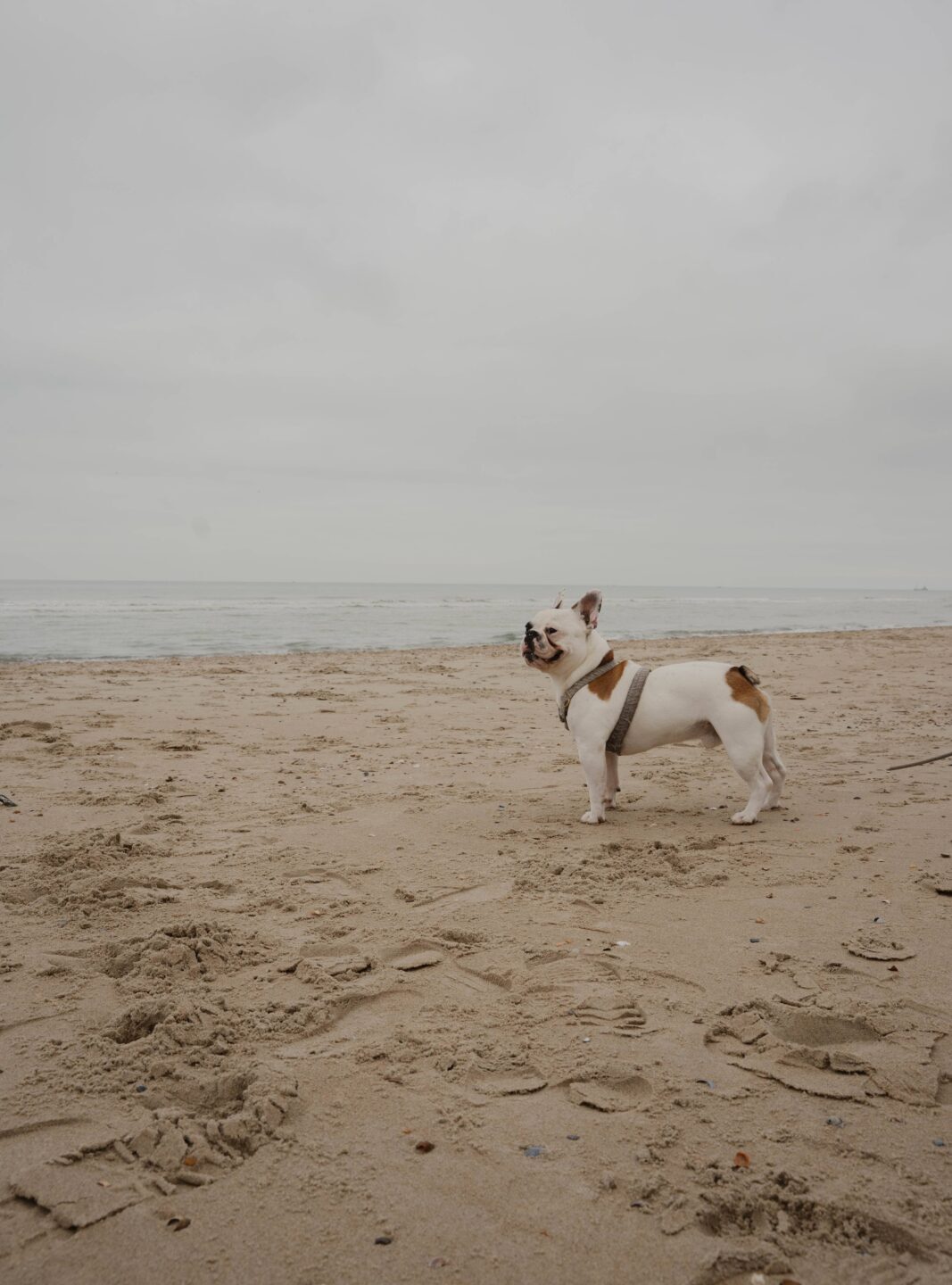 Hond Frenkie op het strand