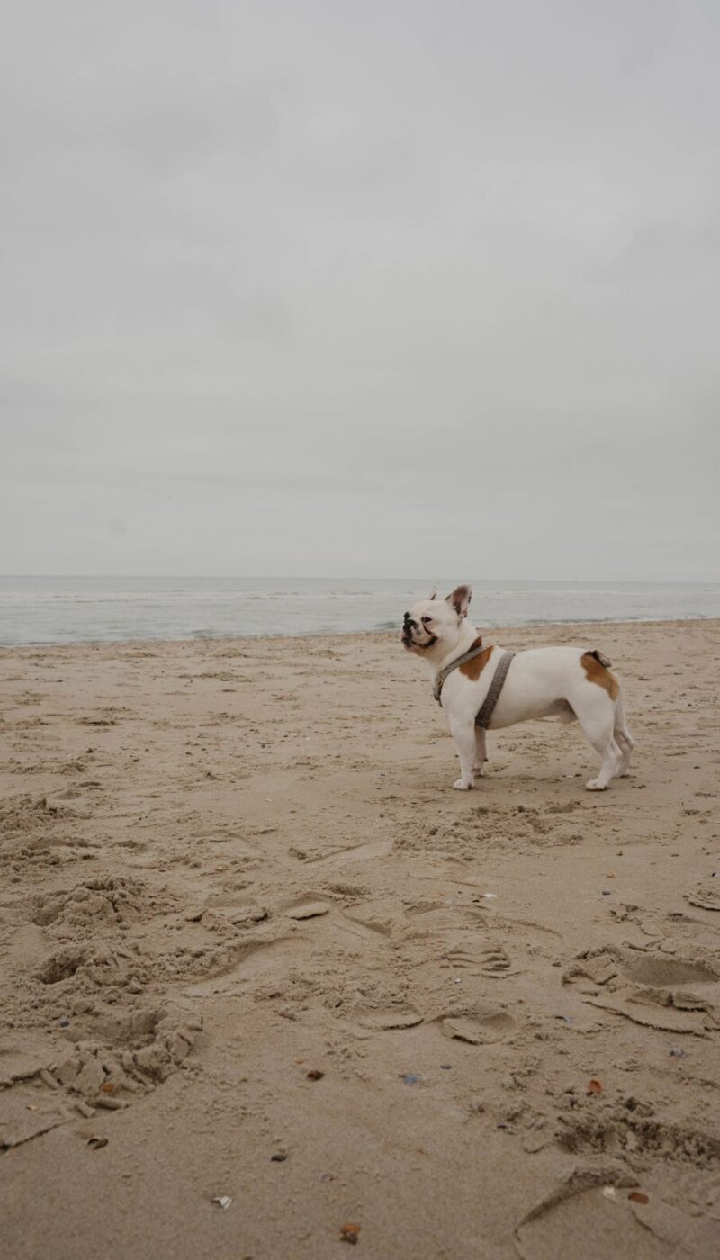 Hond Frenkie op het strand