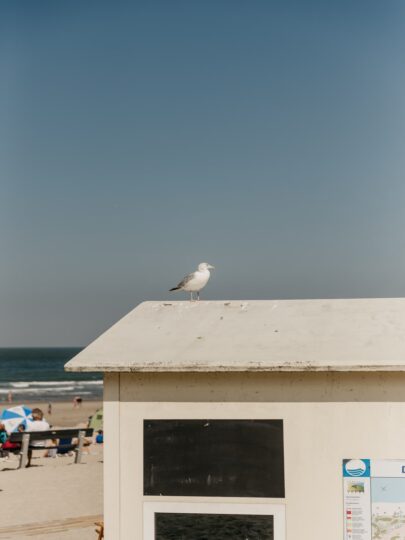 Domburg Strand Zeemeeuw