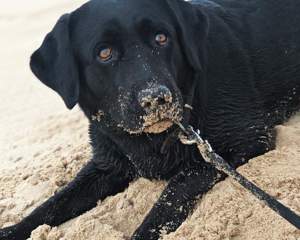 Hond strand vakantie in Zeeland