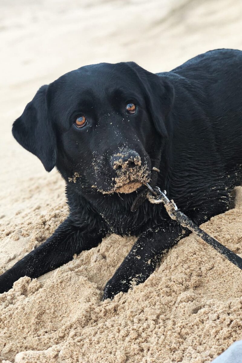 Hond strand vakantie in Zeeland