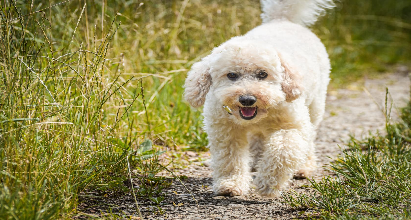 Hond vakantie in Zeeland