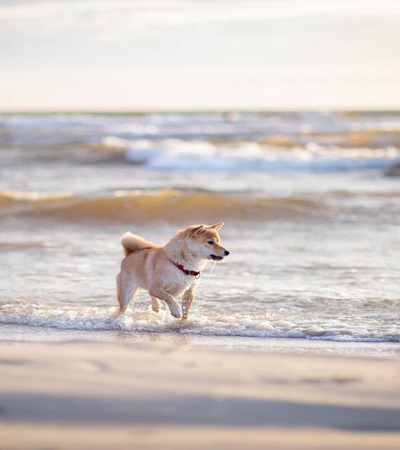 Hond strand vakantie in Zeeland