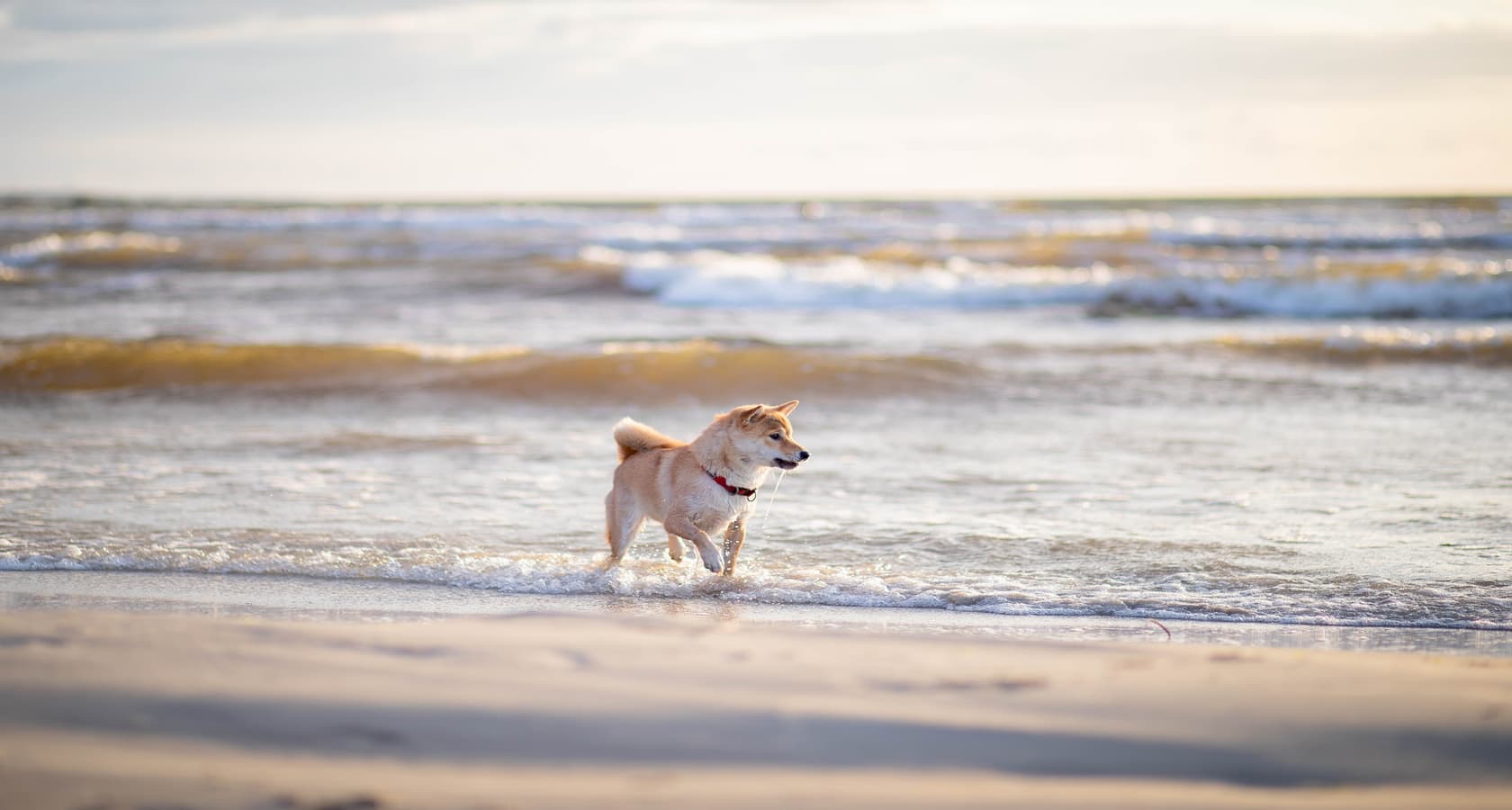 Hond strand vakantie in Zeeland