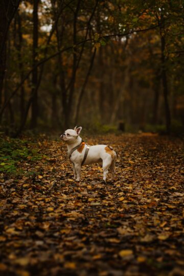 Hond Frenkie in het bos