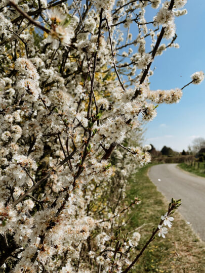Bloesemroute Zuid-Beveland