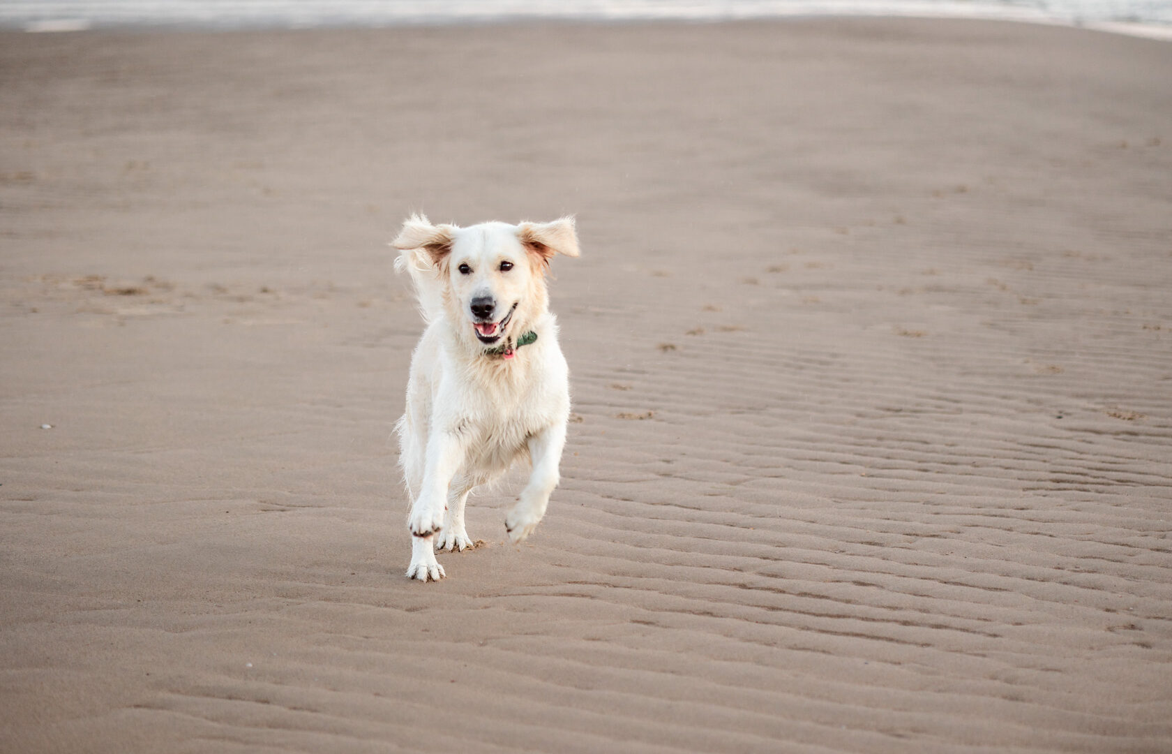 Hond rennend op het strand