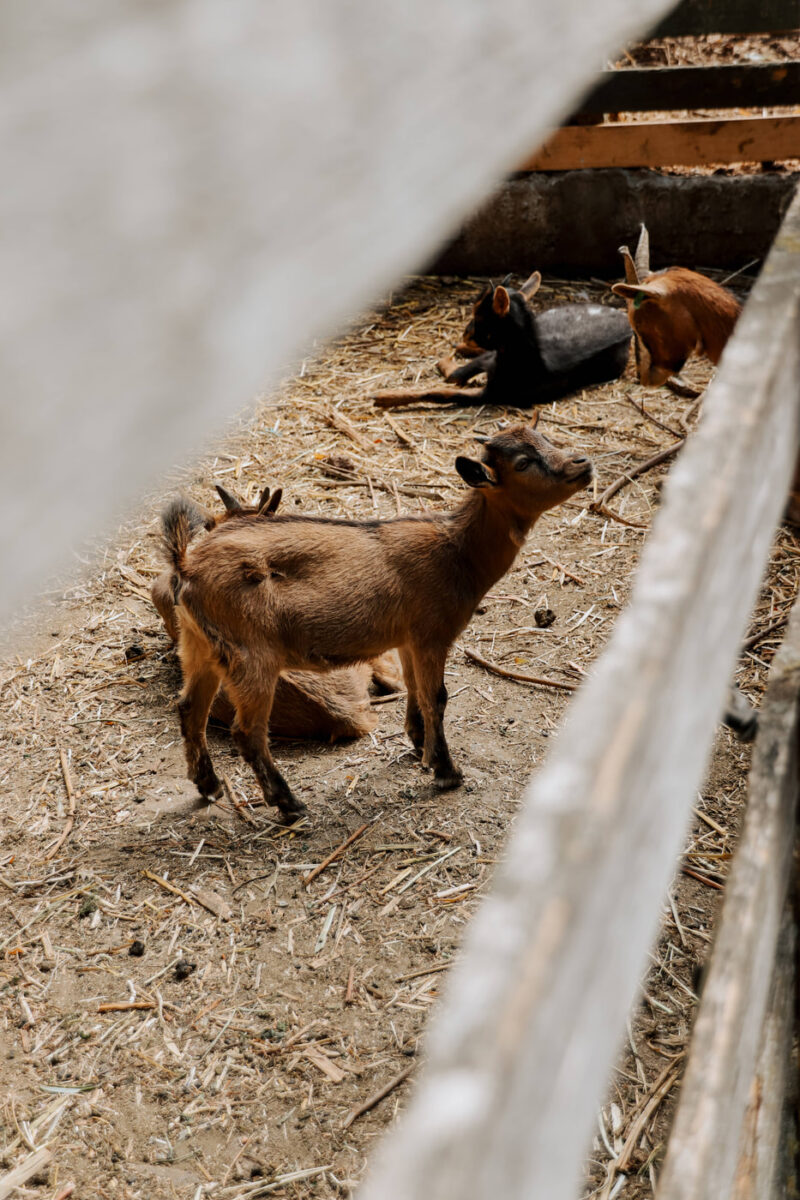 Geitjes bij Hof Hazenberg