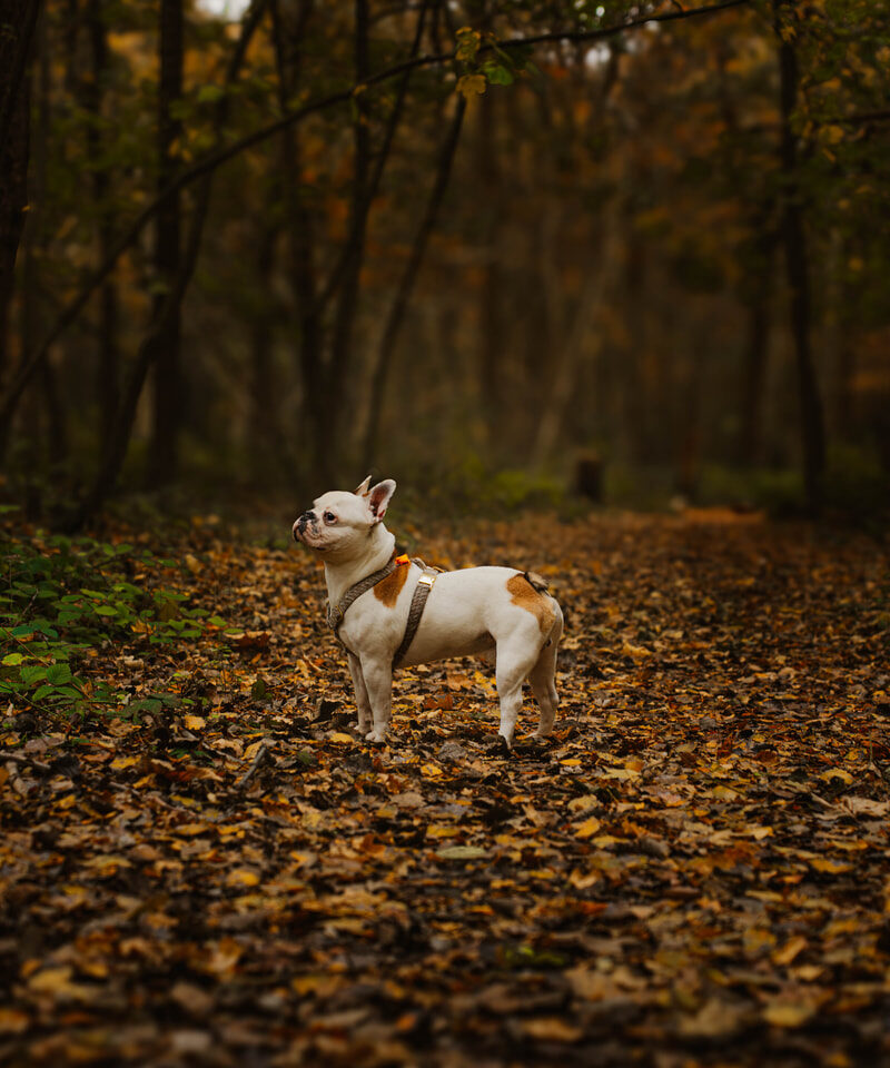 Vakantie met hond in Zeeland