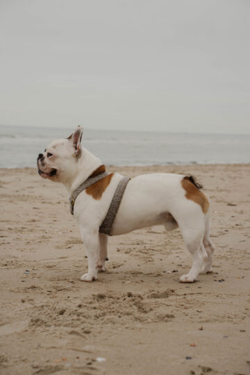 Vakantie met hond in Zeeland