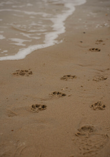 Vakantie met hond in Zeeland