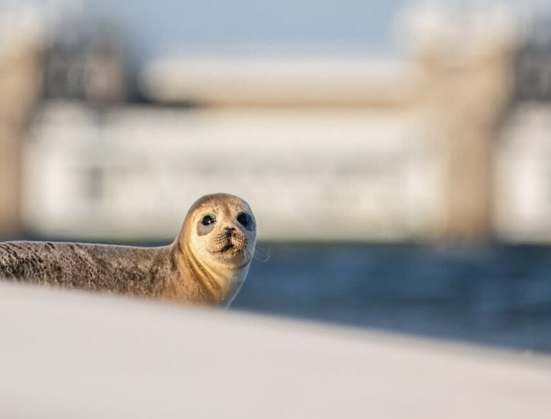Zeehond bij Oosterscheldekering
