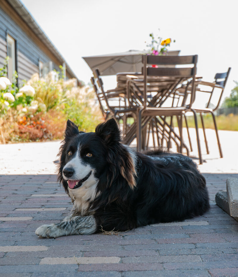 Hond op het erf Westdijk