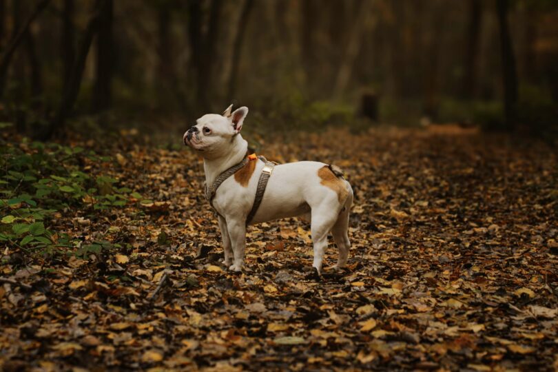 Hond in het bos