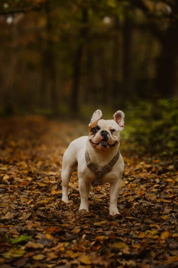 Vakantie met hond in Zeeland