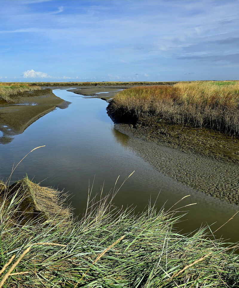 Het Land van Saeftinghe landschap