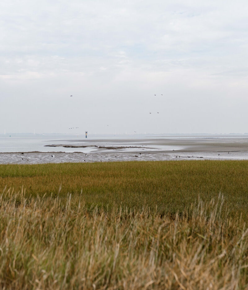 Omgeving Westerschelde Ossenisse