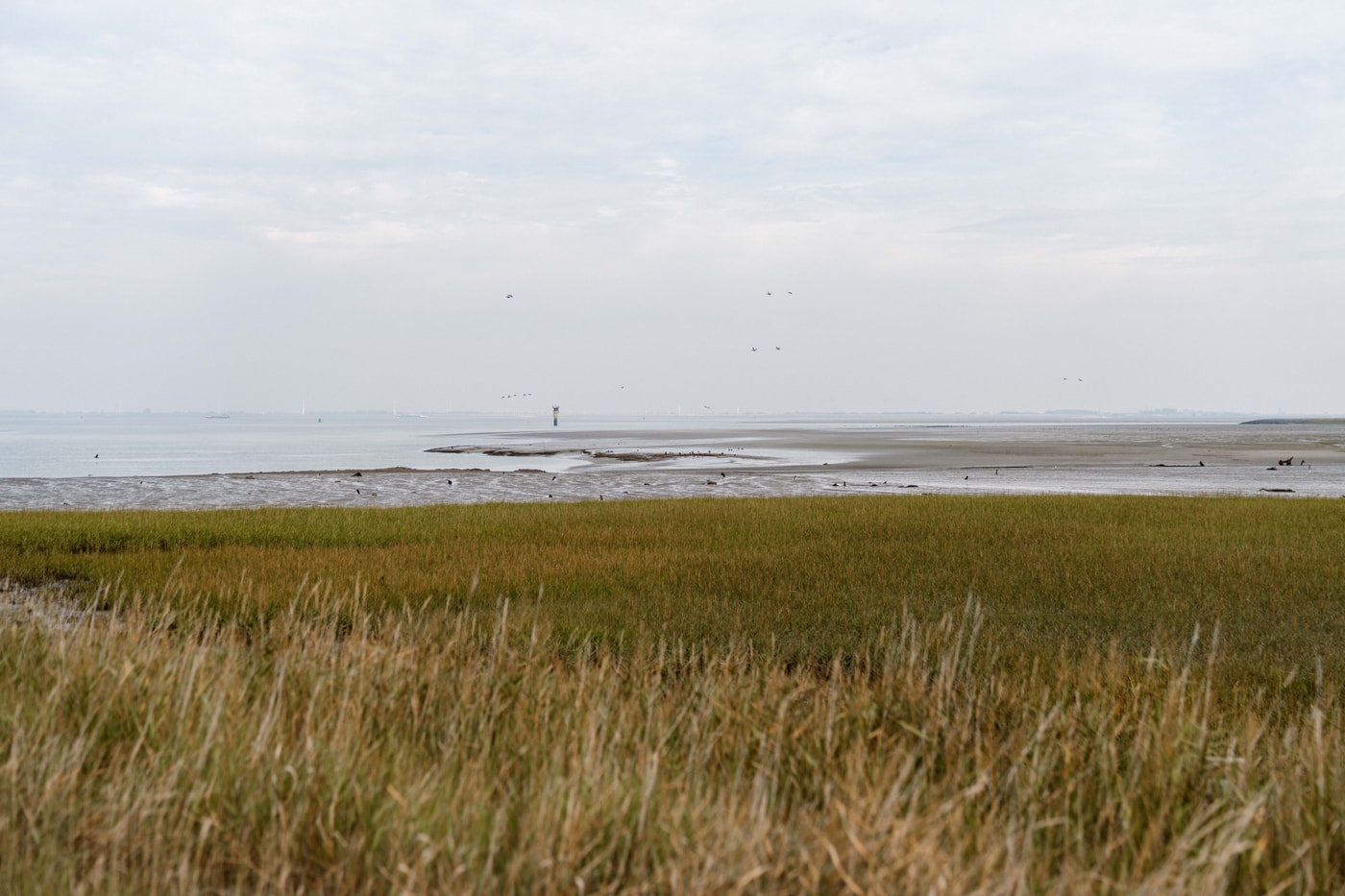 Omgeving Westerschelde Ossenisse